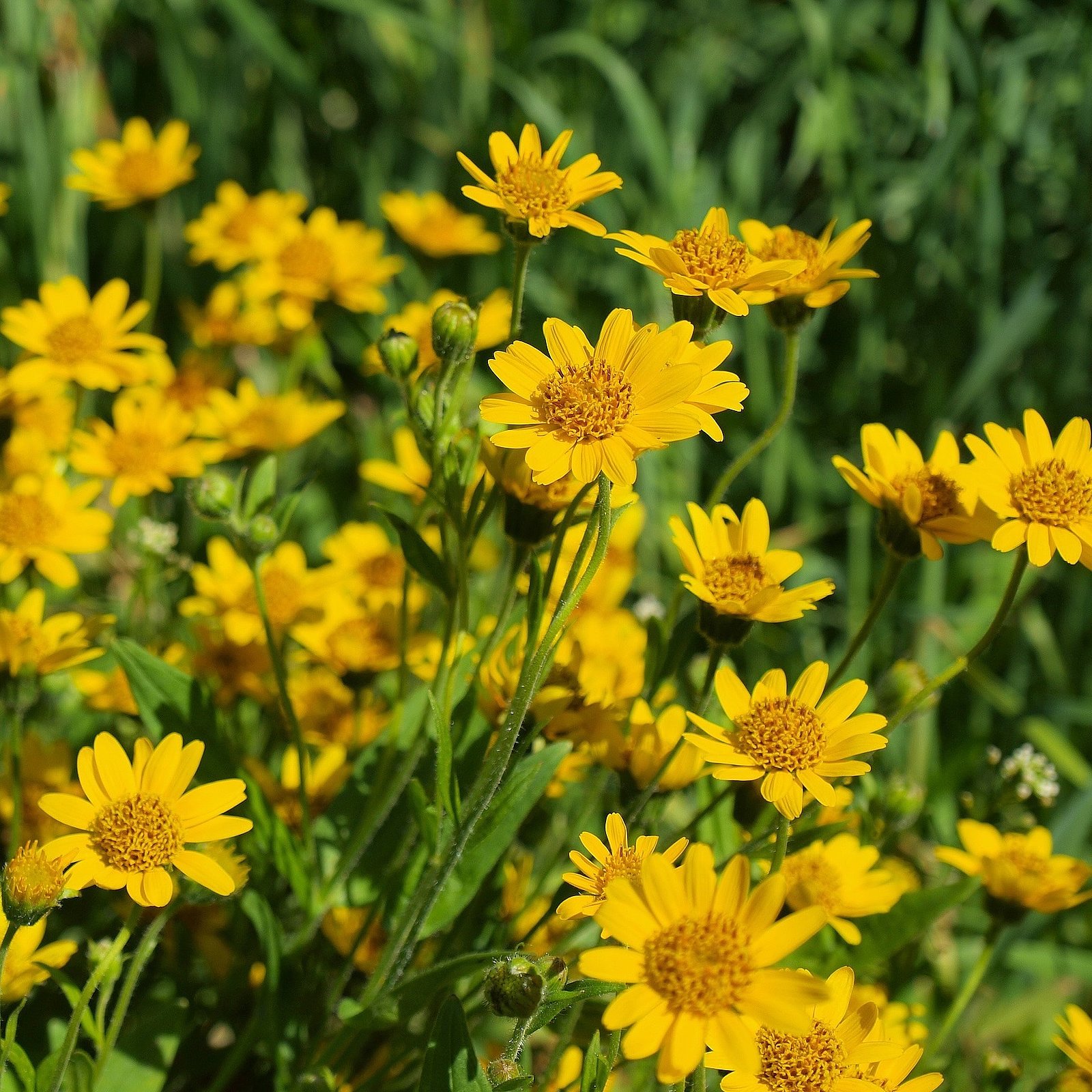 Arnica montana